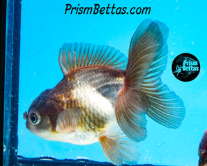 Blue Panda Oranda (4 inches nose to tail)