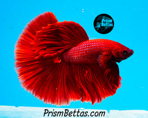 Red Halfmoon Male