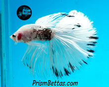 Load image into Gallery viewer, Platinum/Copper Marble Halfmoon Male