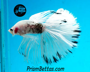 Platinum/Copper Marble Halfmoon Male