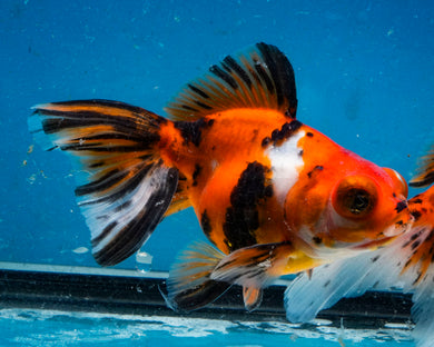 Calico Fantail (3.5-4.25 inches)