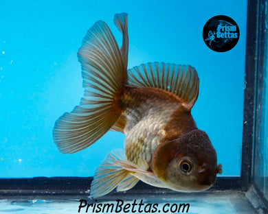 Blue Panda Oranda (4 inches nose to tail)