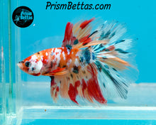 Load image into Gallery viewer, Candy Koi Halfmoon Male