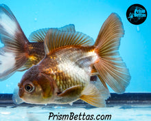 Load image into Gallery viewer, Blue Panda Oranda (4 inches nose to tail)