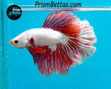 Load image into Gallery viewer, Red Dragon Halfmoon Male