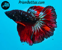 Load image into Gallery viewer, Red Devil Galaxy Rosetail Halfmoon Male