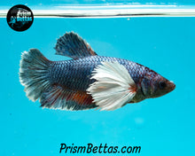Load image into Gallery viewer, Dumbo Halfmoon Plakat Female