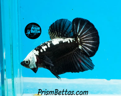 Black Samurai Halfmoon Plakat Male