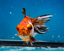 Load image into Gallery viewer, Calico Fantail (3.5-4.25 inches)