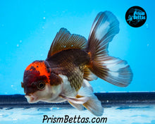 Load image into Gallery viewer, Tricolor Oranda (3.5+ inches nose to tail)