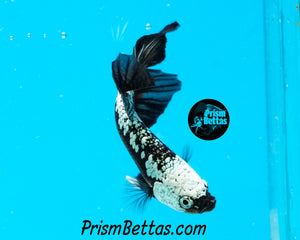 Black Samurai Halfmoon Plakat Male