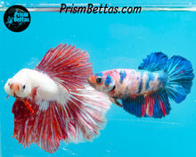 Load image into Gallery viewer, Rainbow Marble Halfmoon Female