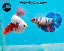 Load image into Gallery viewer, Rainbow Marble Halfmoon Female