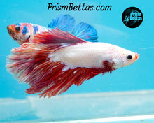 Load image into Gallery viewer, Red Dragon Halfmoon Male