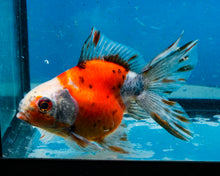 Load image into Gallery viewer, Calico Fantail (3.5-4.25 inches)