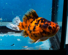Load image into Gallery viewer, Calico Pearlscale Goldfish (3.5-4.25 inches)