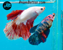 Load image into Gallery viewer, Rainbow Marble Halfmoon Female