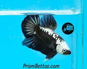 Black Samurai Halfmoon Plakat Male