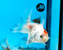 Load image into Gallery viewer, Tricolor Oranda (3.5+ inches nose to tail)