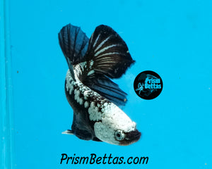 Black Samurai Halfmoon Plakat Male