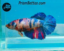 Load image into Gallery viewer, Rainbow Marble Halfmoon Female