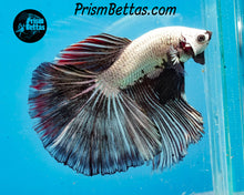 Load image into Gallery viewer, Black Copper Dragon Halfmoon Male