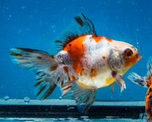 Load image into Gallery viewer, Calico Fantail (3.5-4.25 inches)