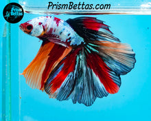 Load image into Gallery viewer, Rainbow Marble Halfmoon Male