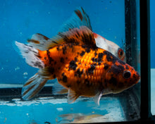 Load image into Gallery viewer, Calico Pearlscale Goldfish (3.5-4.25 inches)