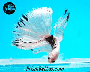 Platinum/Copper Marble Halfmoon Male