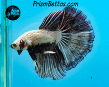 Load image into Gallery viewer, Black Copper Dragon Halfmoon Male