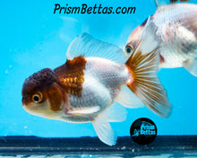 Load image into Gallery viewer, Panda Oranda (3.25+ inches nose to tail)