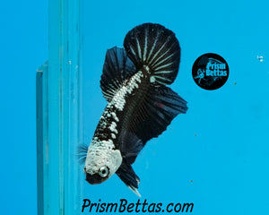 Black Samurai Halfmoon Plakat Male