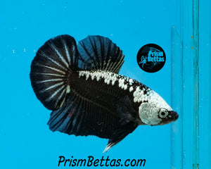 Black Samurai Halfmoon Plakat Male