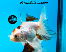 Load image into Gallery viewer, Tricolor Oranda (3.5+ inches nose to tail)