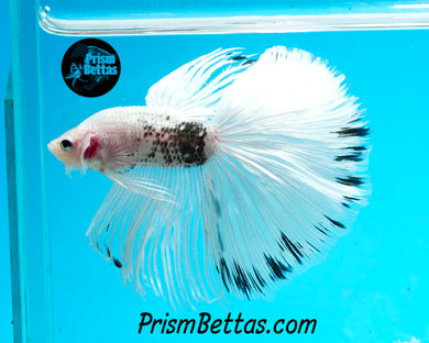 Platinum/Copper Marble Halfmoon Male