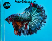 Load image into Gallery viewer, Green Marble Rosetail Halfmoon Male