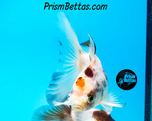 Load image into Gallery viewer, Tricolor Oranda (3.5+ inches nose to tail)