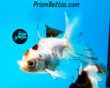 Load image into Gallery viewer, Tricolor Oranda (3.5+ inches nose to tail)