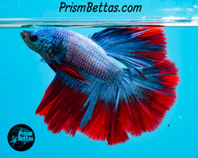 Load image into Gallery viewer, Grizzle Butterfly Halfmoon Male