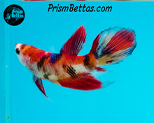 Load image into Gallery viewer, Candy Koi Veiltail Female