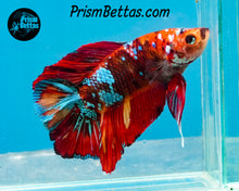 Load image into Gallery viewer, Candy Koi Doubletail Plakat Halfmoon Male