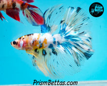 Load image into Gallery viewer, Marble Halfmoon Male