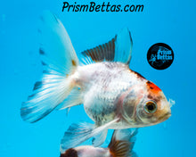 Load image into Gallery viewer, Tricolor Oranda (3.5+ inches nose to tail)