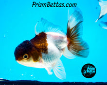 Load image into Gallery viewer, Panda Oranda (3.25+ inches nose to tail)