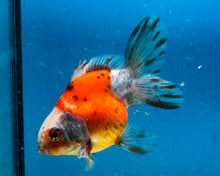 Load image into Gallery viewer, Calico Fantail (3.5-4.25 inches)
