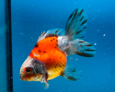 Calico Fantail (3.5-4.25 inches)