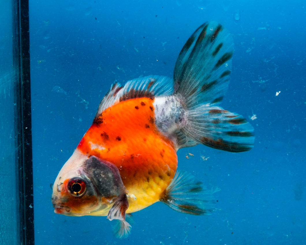Calico Fantail (3.5-4.25 inches)