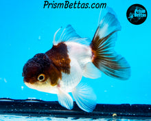 Load image into Gallery viewer, Panda Oranda (3.25+ inches nose to tail)