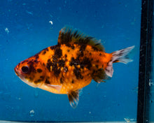 Load image into Gallery viewer, Calico Pearlscale Goldfish (3.5-4.25 inches)